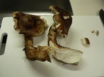 20061104_松茸1.jpg