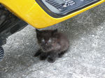 20090808_kitty1.jpg