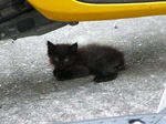 20090808_kitty2.jpg