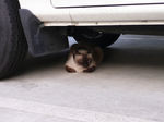 20090815_Siamese1.jpg