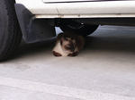 20090815_Siamese2.jpg