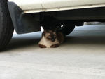 20090815_Siamese3.jpg